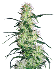 Sensi Seeds Purple Haze Feminisiert - 3 Samen