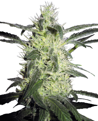 Sensi Seeds Silver Haze&reg; Regular - 10 Samen