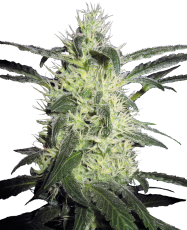 Sensi Seeds Silver Haze&reg; Regular - 10 Samen